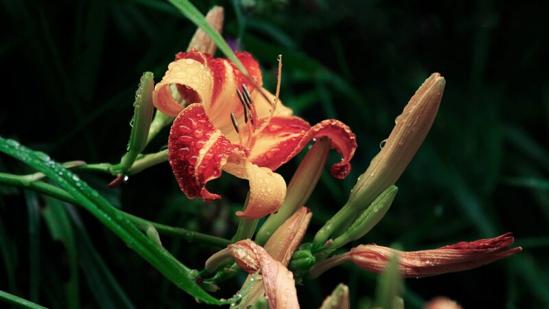 Red and Yellow Lily Flower — Dramatic