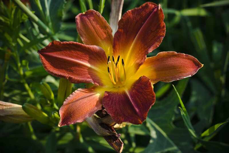 Red and Yellow Lily Flower — Natural, Afternoon