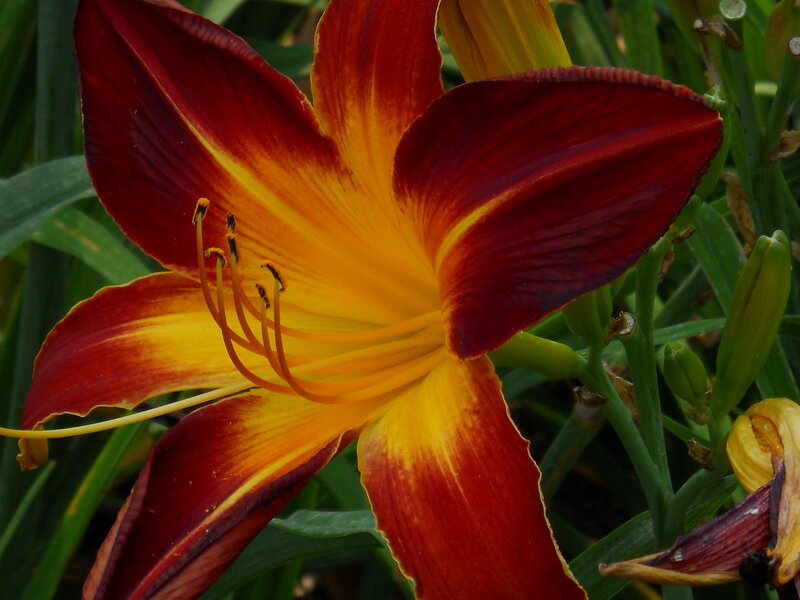 Red and Yellow Lily Flower — Natural