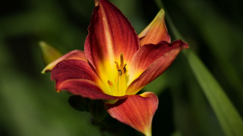 Red and Yellow Lily Flower — Serene