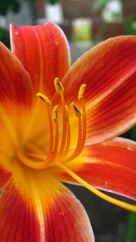 Red and Yellow Lily Flower — Vibrant, Photograph