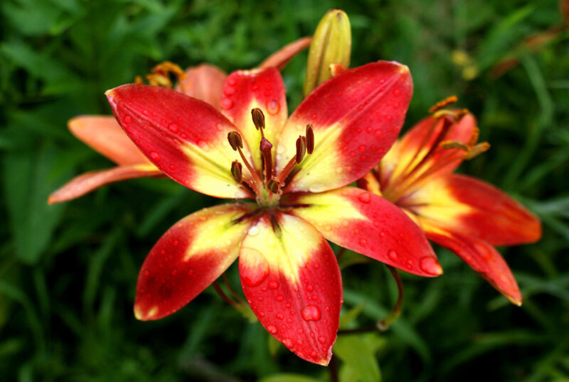 Red and Yellow Lily Flower — Vibrant