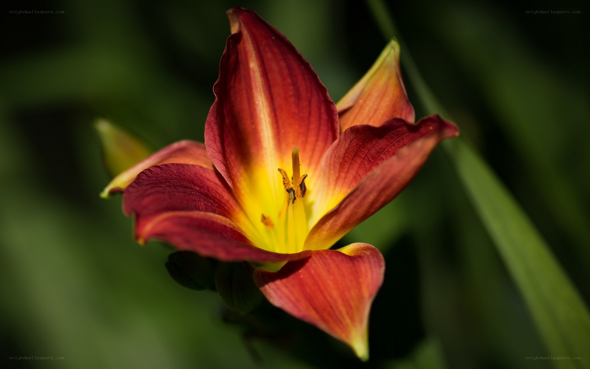 Red and yellow lily flower