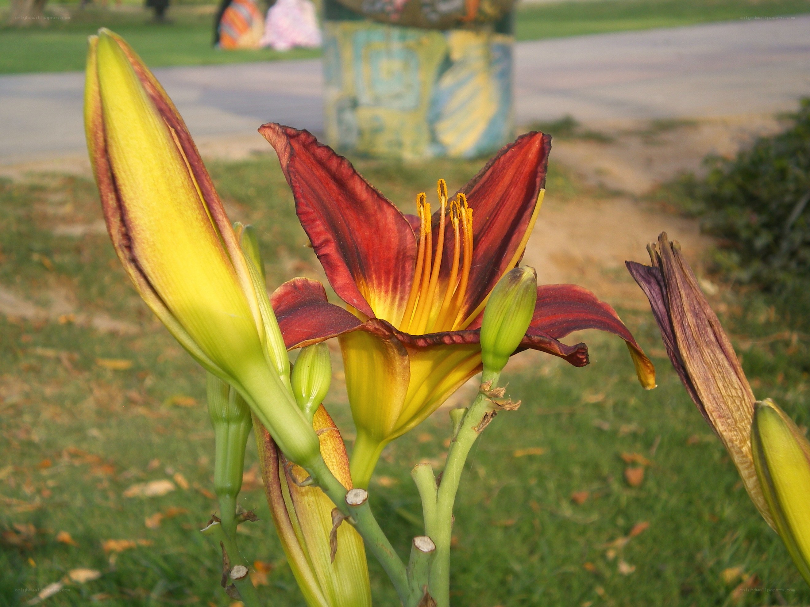 Red and yellow lily in bloom