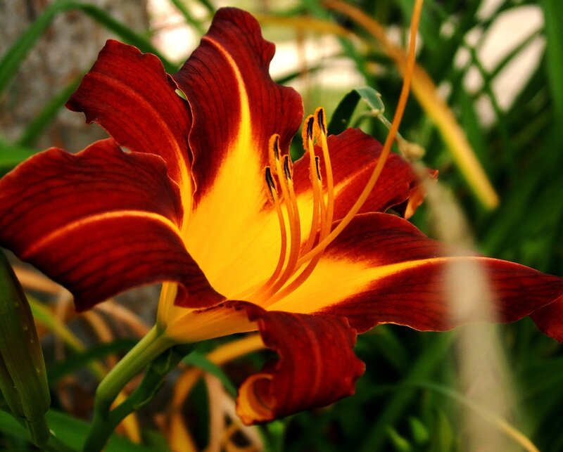 Red and Yellow Lily — Natural