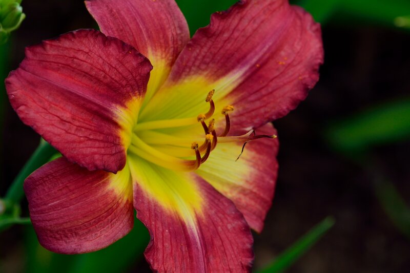 Red and Yellow Lily