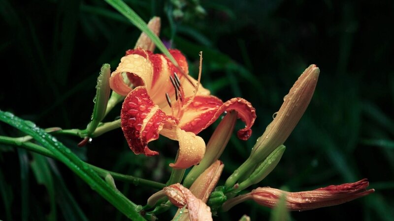 Red and yellow lily with dew