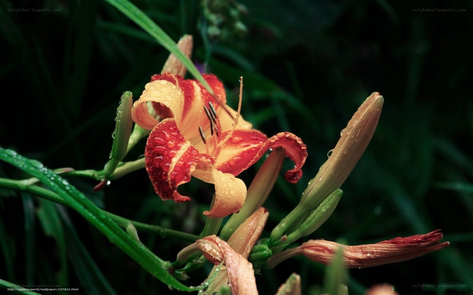 Red and yellow lily with dewdrops