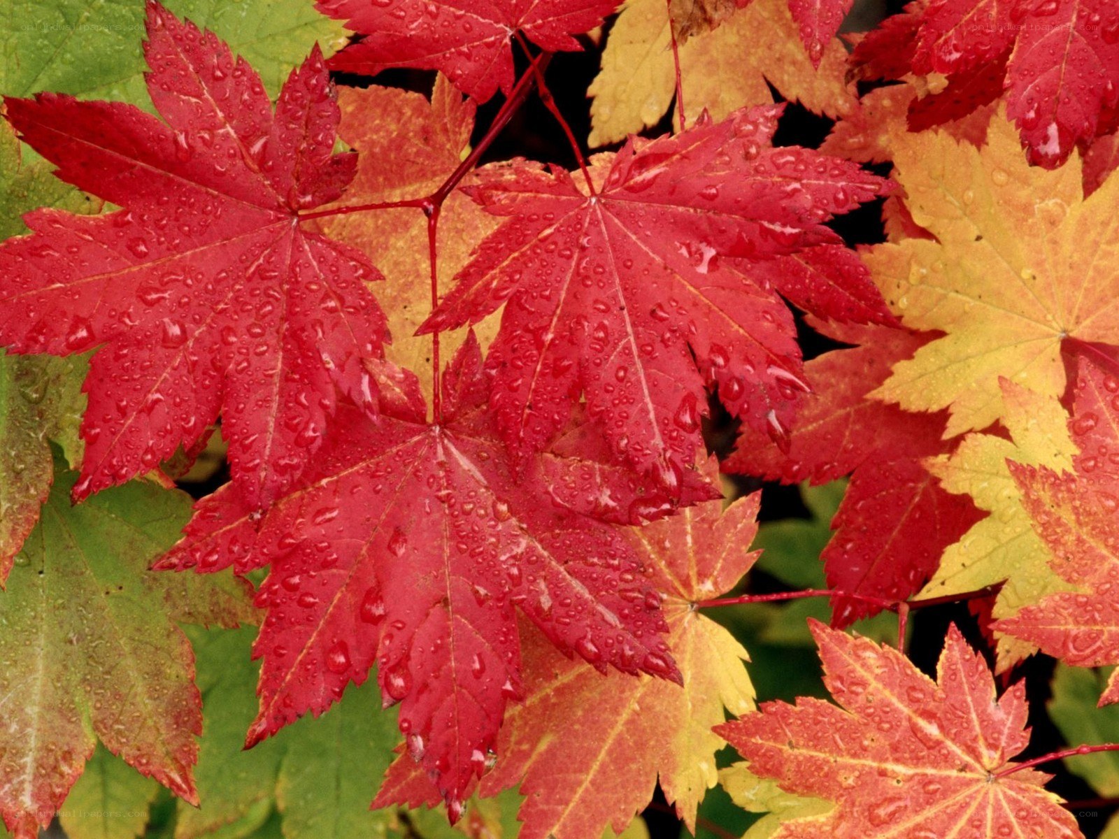 Red and yellow maple leaves