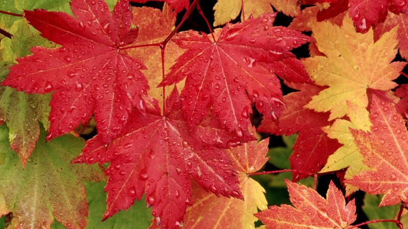 Red and yellow maple leaves