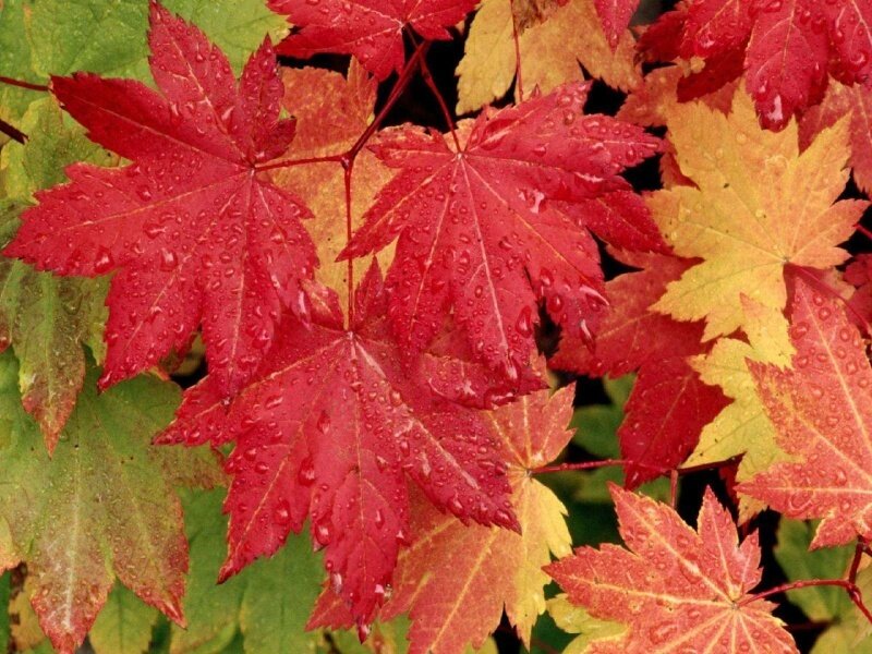 Red and Yellow Maple Leaves — Calm