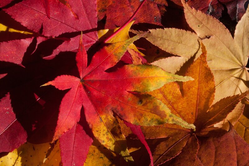 Red and Yellow Maple Leaves — Dramatic, Autumn, Photograph