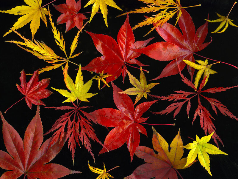 Red and Yellow Maple Leaves — Dramatic