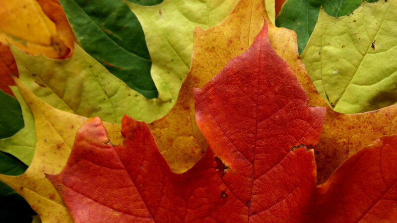 Red and Yellow Maple Leaves — Natural