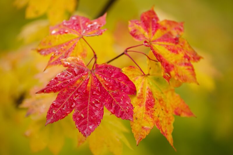 Red and Yellow Maple Leaves — Serene, Autumn, Photograph, Branch, Drops