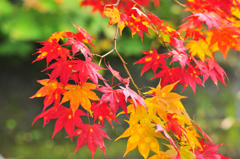 Red and Yellow Maple Leaves — Serene, Autumn, Photograph, Branch, Forest