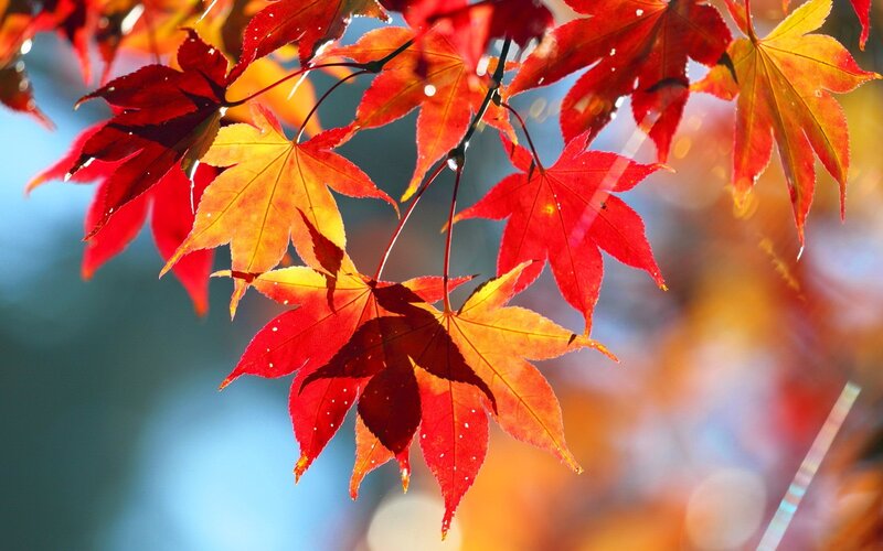 Red and Yellow Maple Leaves — Serene, Autumn, Photograph, Branch, Sunlight
