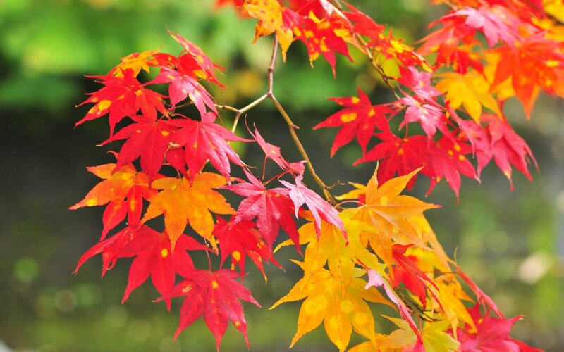 Red and Yellow Maple Leaves — Serene, Autumn, Photograph, Branch