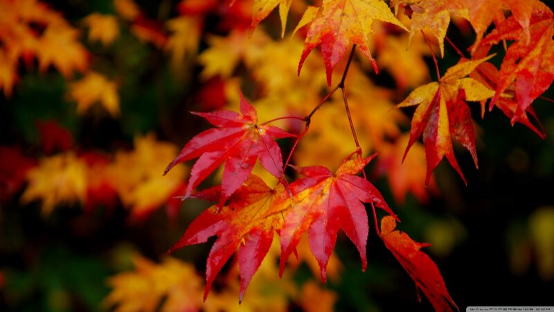 Red and Yellow Maple Leaves — Serene, Autumn