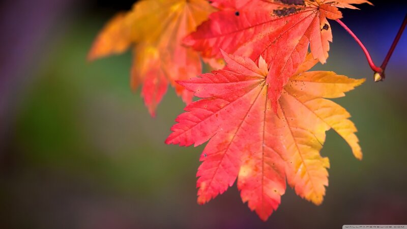 Red and Yellow Maple Leaves — Serene