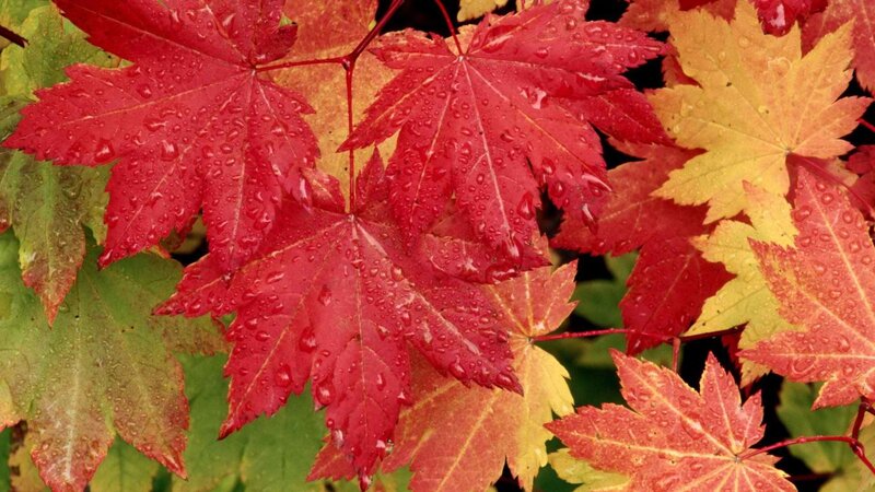 Red and yellow maple leaves