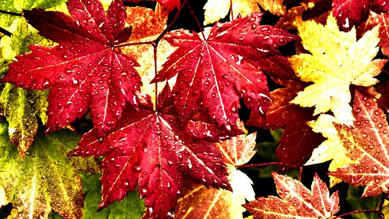 Red and Yellow Maple Leaves — Vibrant, Autumn, Photograph, Raindrops, Branches, Green