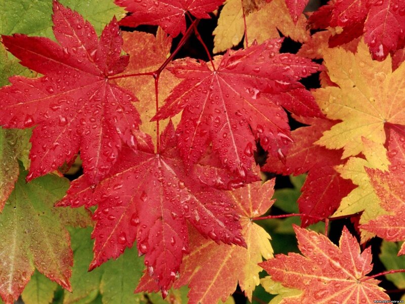 Red and Yellow Maple Leaves — Vibrant, Autumn, Photograph, Raindrops