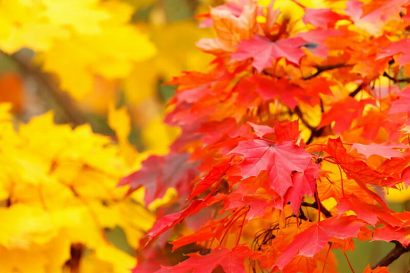 Red and Yellow Maple Leaves — Vibrant, Autumn
