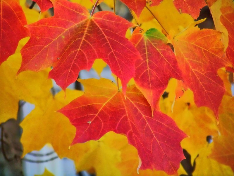 Red and Yellow Maple Leaves — Vibrant