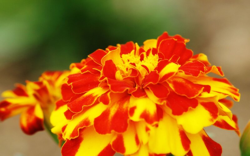 Red and Yellow Marigold — Calm