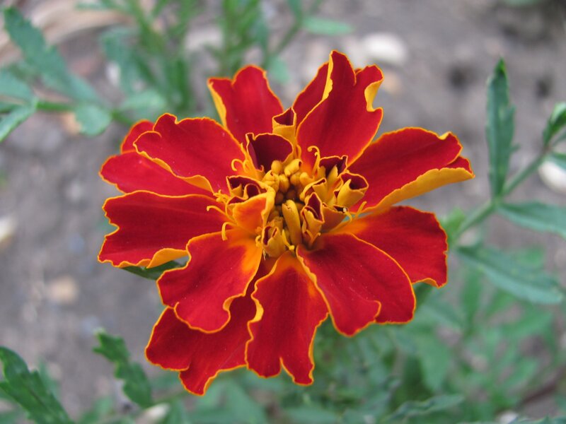 Red and yellow marigold flower