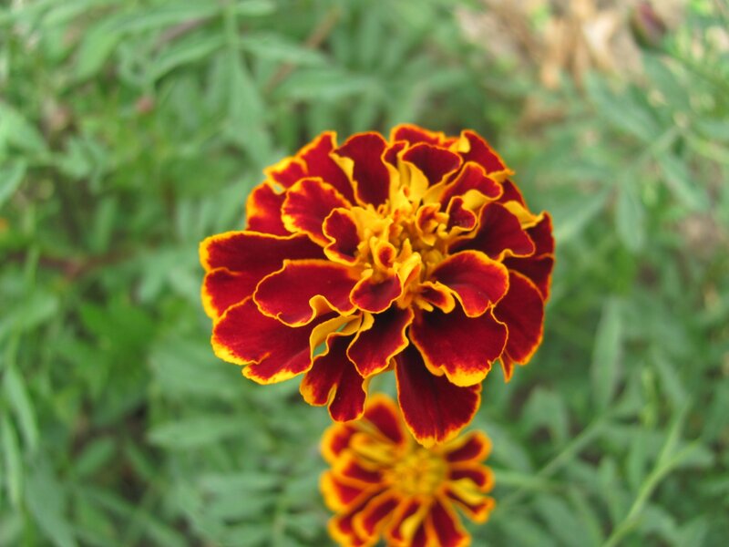 Red and yellow marigold flower