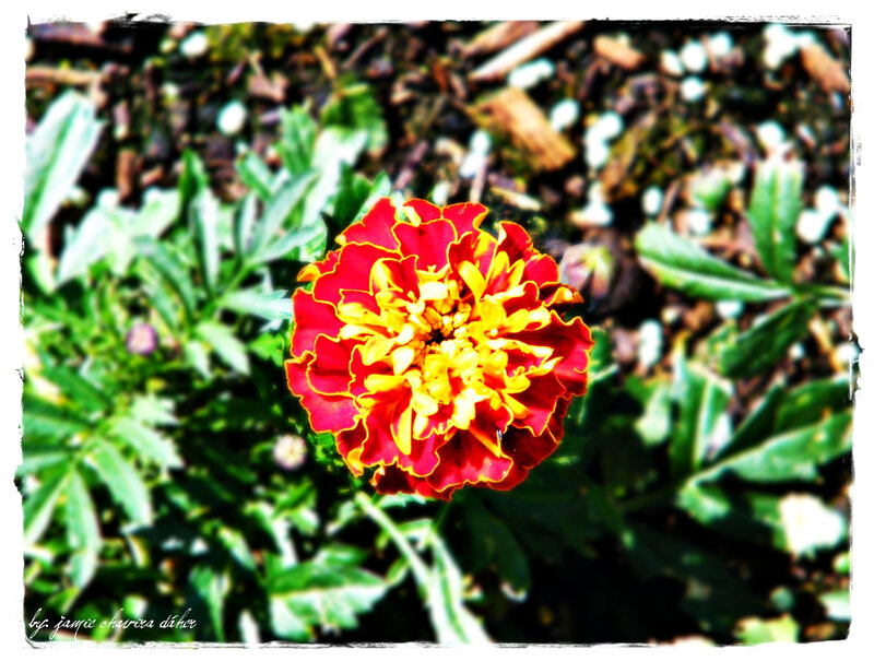 Red and yellow marigold flower