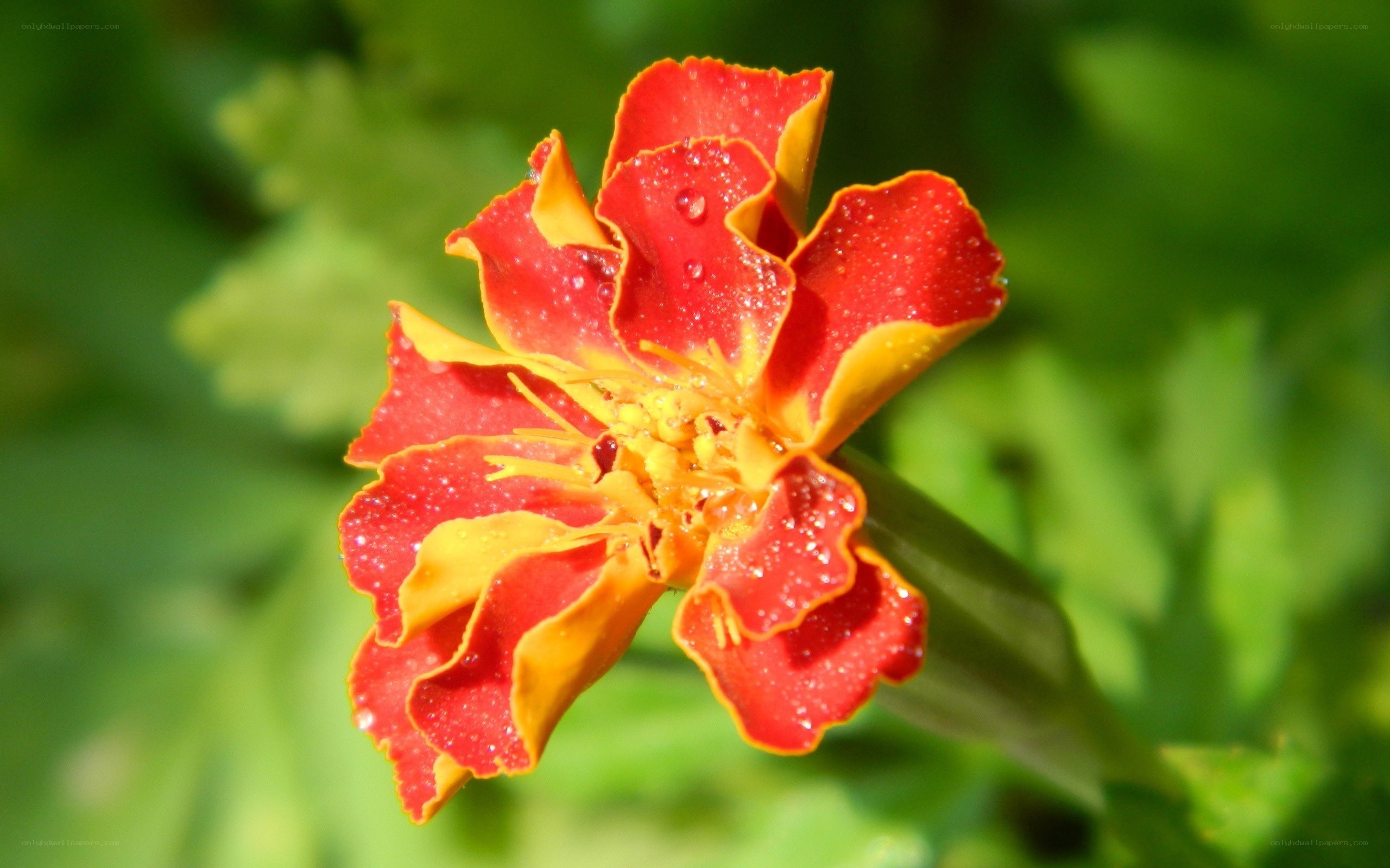 Red and yellow marigold flower