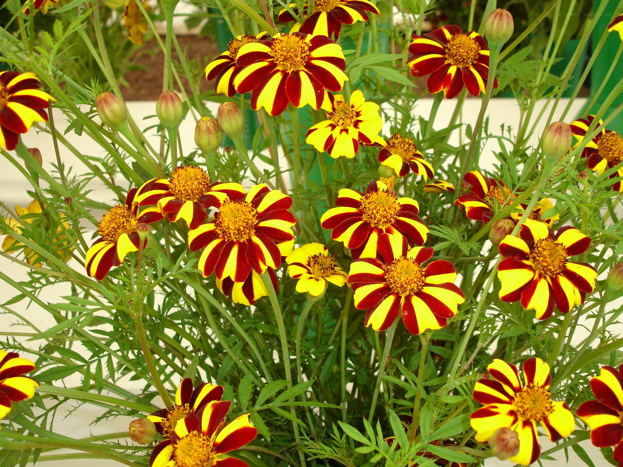 Red and yellow marigold flowers