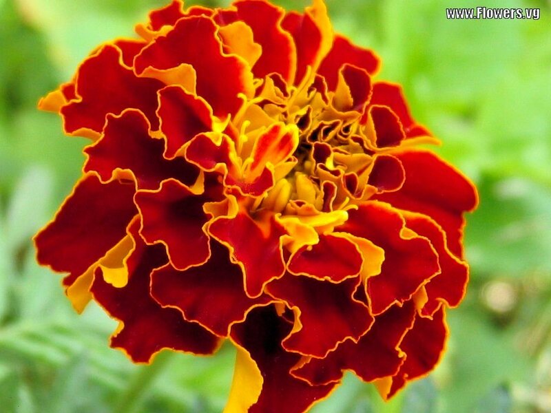 Red and Yellow Marigold