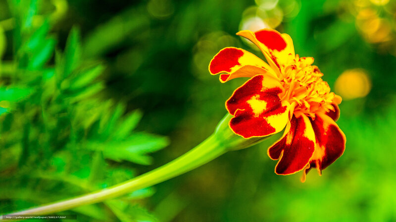 Red and Yellow Marigold — Vibrant