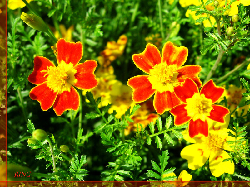 Red and Yellow Marigolds