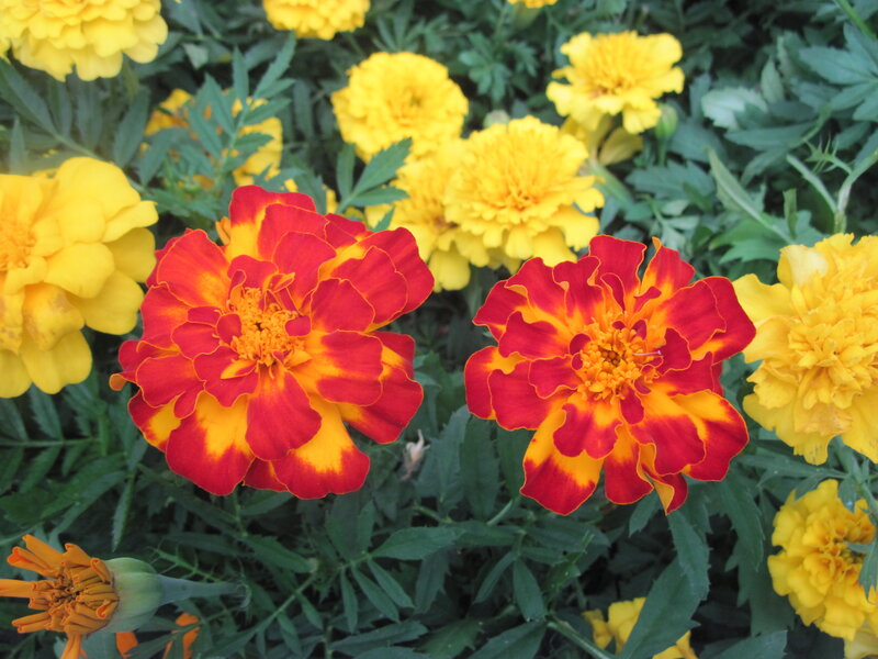 Red and Yellow Marigolds — Vibrant