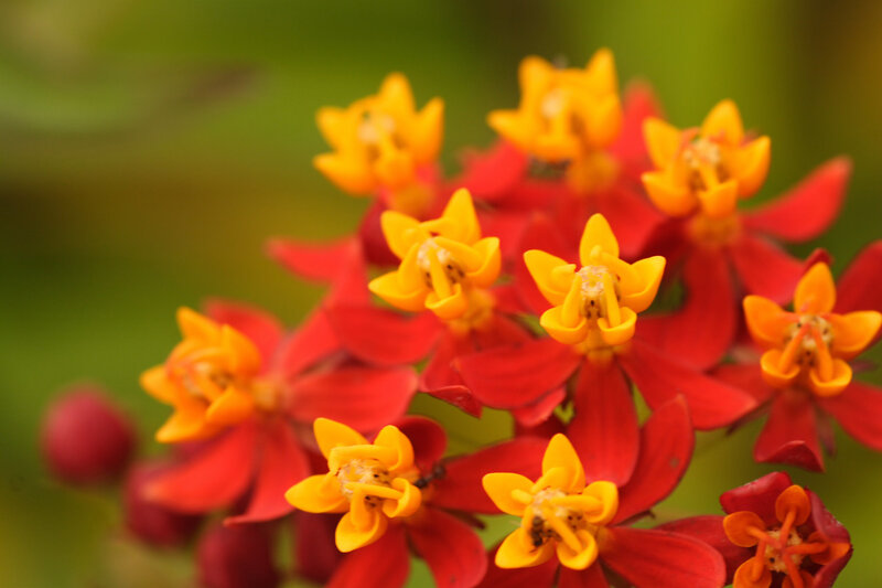 red and yellow milkweed flowers