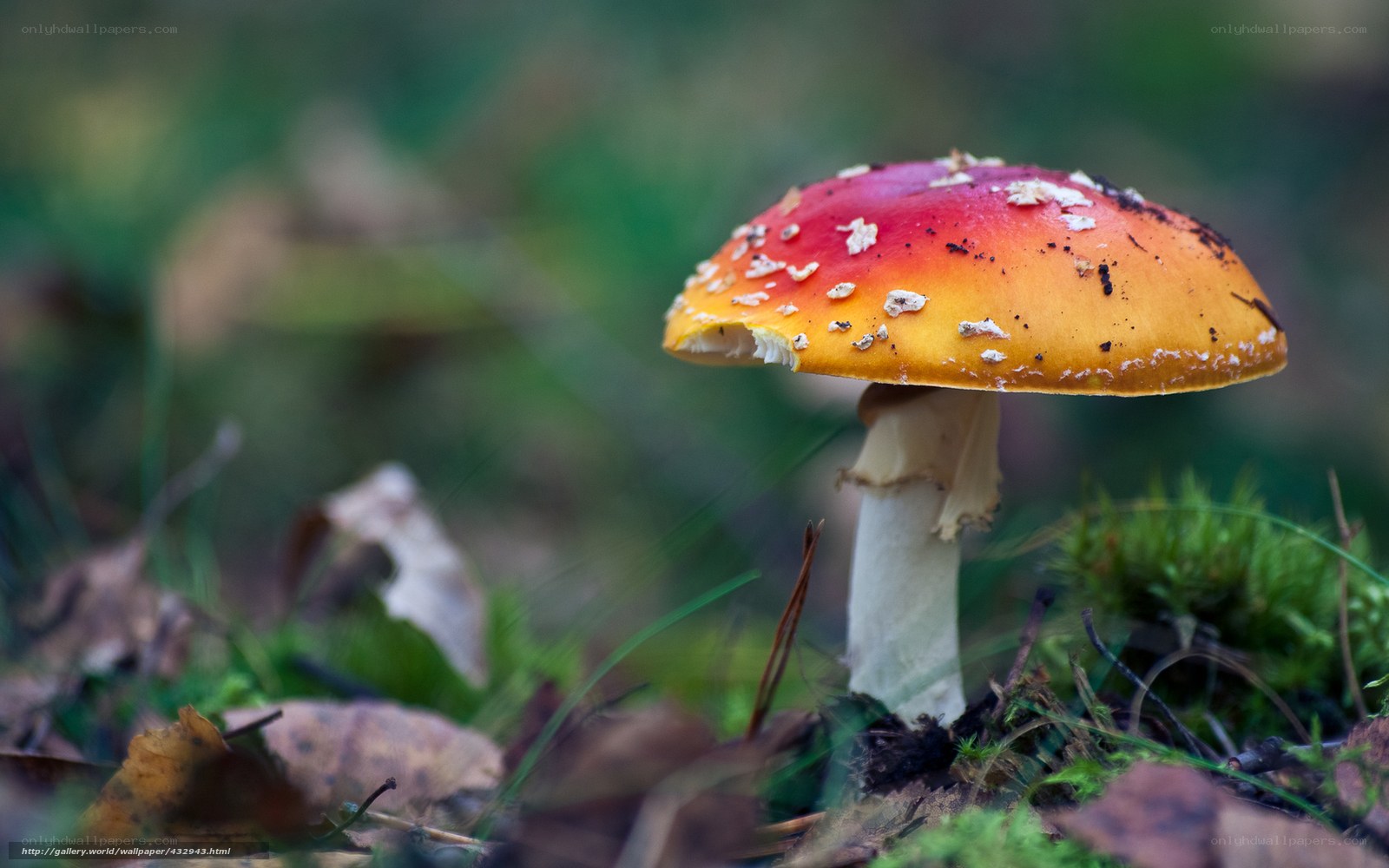Red and yellow mushroom in forest