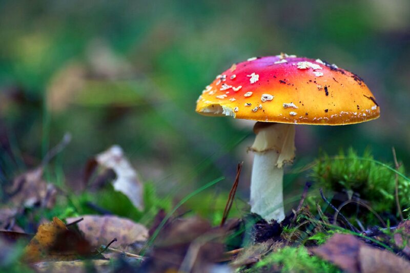 Red and Yellow Mushroom