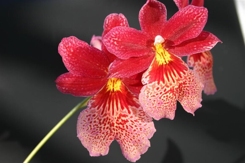 Red and yellow orchid flowers