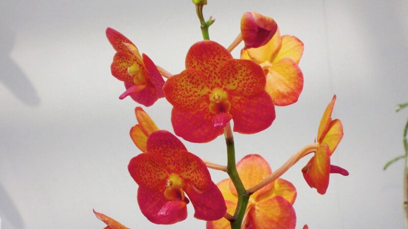 Red and Yellow Orchid Flowers — Calm