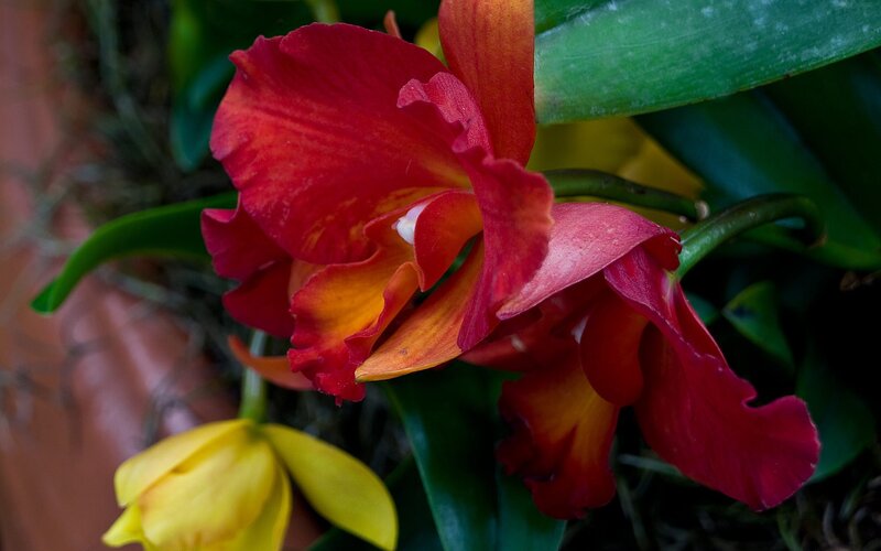 Red and Yellow Orchid — Natural, Photograph