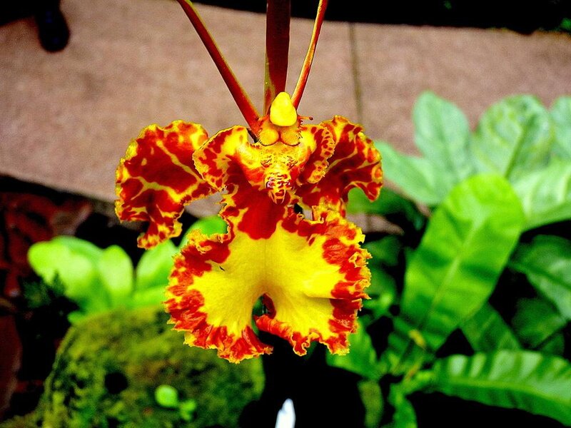 Red and Yellow Orchid — Natural