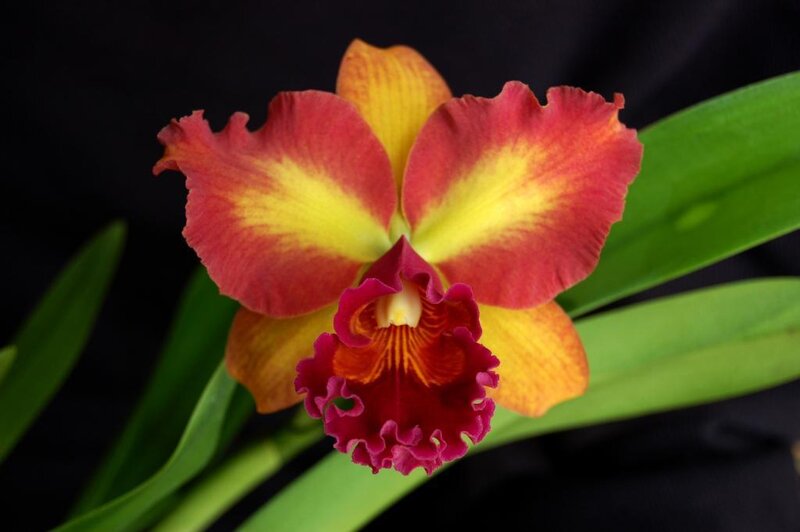 Red and Yellow Orchid