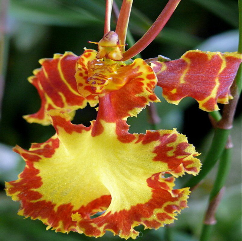 Red and Yellow Orchid — Vibrant