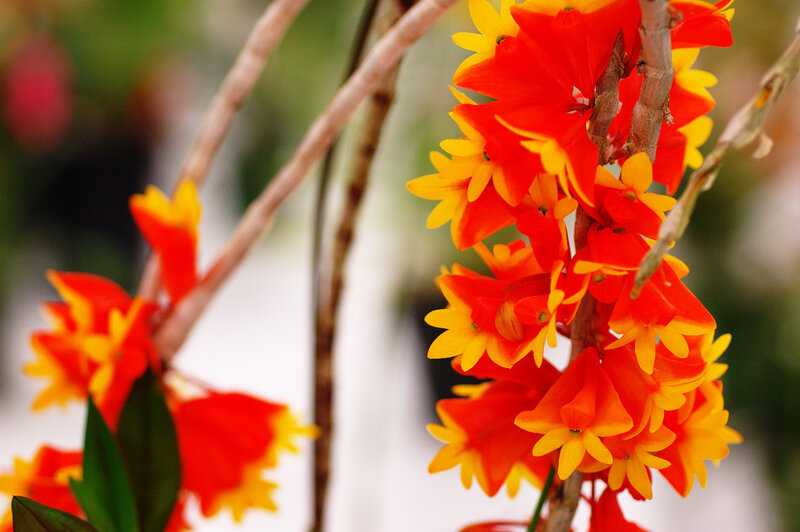 Red and Yellow Orchids
