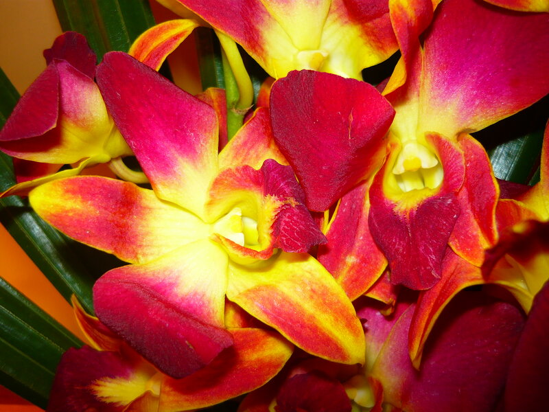 Red and Yellow Orchids — Vibrant